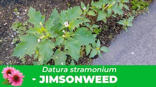 Jimsonweed Everything you need to know about Datura Stramonium Identification amp Removal [upl. by Nalced]