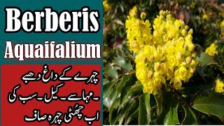 quotBerberis Aquifolium – Natural Healing amp SkincareZainclinic7eDrkirtivikramsingh [upl. by Rosmunda]