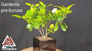 Gardenia prebonsai [upl. by Arracat269]