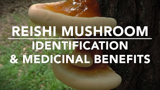 Reishi Mushroom Ganoderma tsugae Identification And Medicinal Benefits With Adam Haritan [upl. by Ileana433]