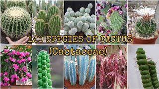 120 SPECIES OF CACTUS Cactaceae [upl. by Yelssew]