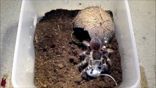 Tarantula Acanthoscurria geniculata vs Mouse [upl. by Elburt]