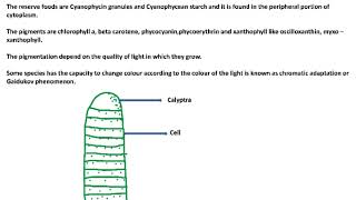 Oscillatoria  Structure and Reproduction [upl. by Caldera]