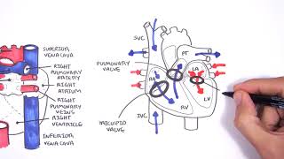 Introduction to Cardiac Heart Anatomy and the Chest Xray [upl. by Hollis]