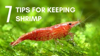 7 Tips for Keeping Shrimp in an Aquarium [upl. by Sheffie]