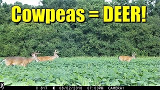 Cowpeas For Deer Update With Deer Pics amp Video [upl. by Hsakaa]