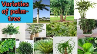 Varieties Of Palm Tree  Palms Variety  Different Types Of Palm [upl. by Adlemi242]