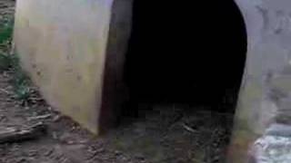 INSANE Tasmanian Devil attacking [upl. by Teriann]