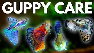 Guppy Fish Care 10 Things You Should Know About Guppies [upl. by Nwahsav]