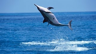 Why Do Spinner Dolphins Spin [upl. by Esorbma877]