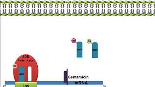 Gentamicin Mechanism of Action [upl. by Ahsain278]