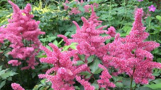 🌿  Astilbe Planting  Natives  New Plantings  🌿 [upl. by Seely]