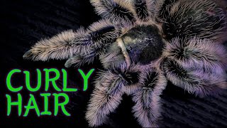 Curly Hair Tarantula TliltocatlBrachypelma albopilosus Care amp Husbandry [upl. by Prisilla]