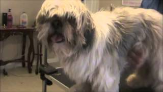 How to Groom a Matted Shih Tzu [upl. by Lrub]