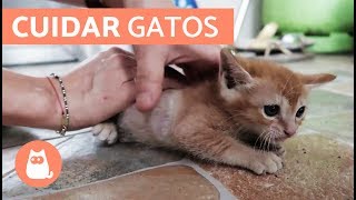 Cómo cuidar un GATO CACHORRO [upl. by Itnuahsa]