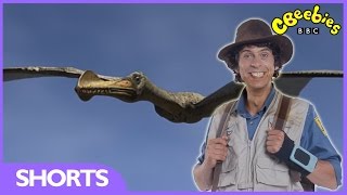 Ornithocheirus Facts  Andys Dinosaur Adventures  CBeebies [upl. by Yeaton]