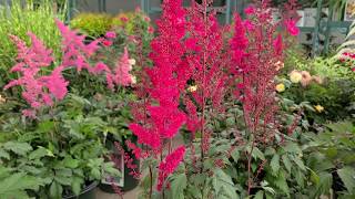 Astilbe Fanal False Spirea  Classic Hardy Easy to Grow Bright Red Flowering Perennial [upl. by Adriell]