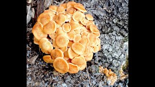 EatTheWeeds Episode 150 Ringless Honey Mushrooms and foraging [upl. by Solohcin]