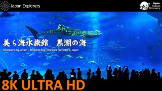 8K Aquarium  Churaumi Aquarium Kuroshio Sea Okinawa Japan 美ら海水族館 黒潮の海 8K [upl. by Alyat]