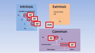 Fibrinolysis Thrombolysis and Anticoagulation [upl. by Kimberli]