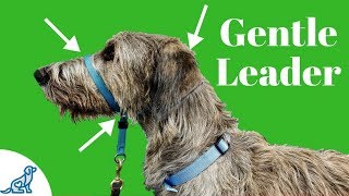 How To Use A Gentle Leader Head Collar  Professional Dog Training Tips [upl. by Ajuna]