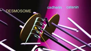 INTERCALATED DISCS IN CARDIAC MUSCLE [upl. by Donelle619]