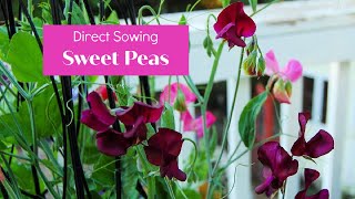 My Sweet Pea Planting [upl. by Lidah]