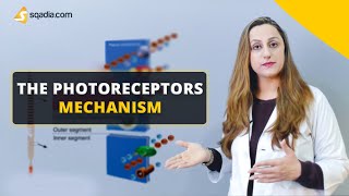 The Photoreceptors Mechanism  Physiology Video  Medical Education  VLearning™ [upl. by Yennej]