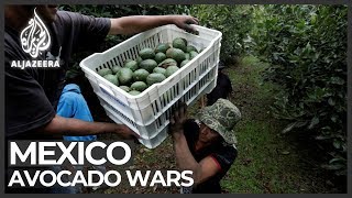 Mexico avocado war Cartel seeks to control fruit trade [upl. by Hanforrd660]