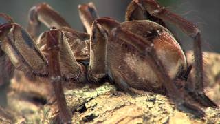 Goliath Tarantula  Cincinnati Zoo [upl. by Beore]