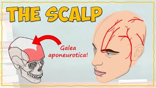 Anatomy of the Scalp [upl. by Ashby]