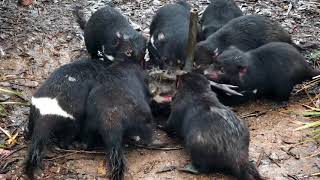 Tasmanian Devil Feeding Time warninggraphic [upl. by Ebeneser]