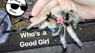 MEET all my FRIENDLY TARANTULAS  Best beginner tarantula [upl. by Tamera231]