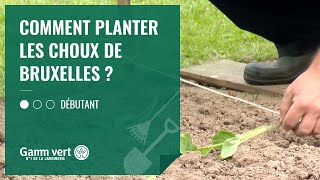 TUTO Comment planter les choux de Bruxelles   Jardinerie Gamm vert [upl. by Rebma]