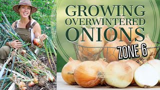 How to Grow Onions Over the Winter [upl. by Chesney]