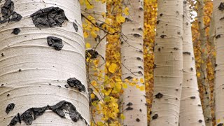 Utahs State Tree The Quaking Aspen by Monroe Elementary [upl. by Dimphia]