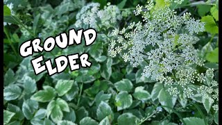 Ground Elder  Goutweed  Bishops Weed [upl. by Ecienahs]