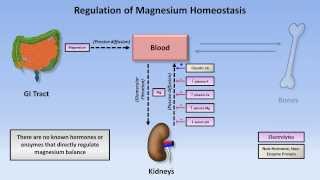 Magnesium Disorders [upl. by Sparks]