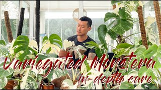 Maintaining variegation and buying guide for the variegated Monstera [upl. by Wakerly]