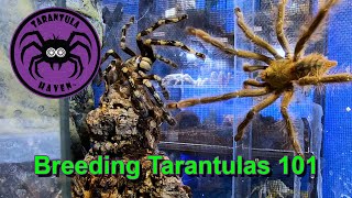 Breeding Tarantulas 101 [upl. by Xila]