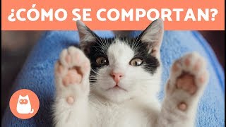 Comportamiento de los gatos  Claves para entenderlo [upl. by Tasia]