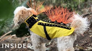 Spiky Vest Protects Dogs Against Predators [upl. by Gittle]