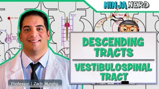 Neurology  Descending Tracts Vestibulospinal Tract [upl. by Llerrat]