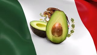 10 Hour of Avocados 🥑 From Mexico 🇲🇽 [upl. by Yecad660]