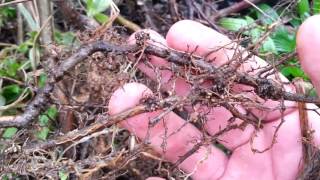 Why Permaculture People Love Autumn Olive  elaeagnus umbellata [upl. by Nesto]