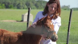 Treatment and Control of Foal Diarrhea Part 3 of 3 [upl. by Ahsiruam]