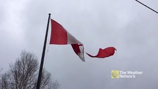 Large Canadian flag ripped by wind listen to Canadian response [upl. by Errot]