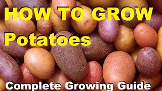 How to Grow Potatoes  Complete Growing Guide [upl. by Sifan]