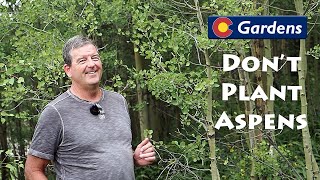 Dont Plant Aspen Trees in Your Colorado Landscape [upl. by Engenia]