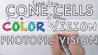 Cone Cells and the Color Vision [upl. by Thorrlow]